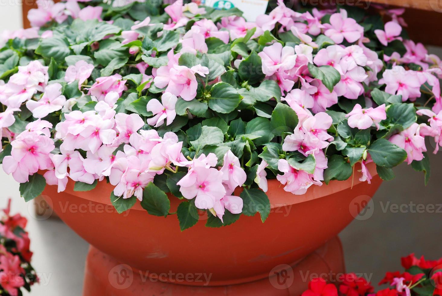 pink impatiens in potted, scientific name Impatiens walleriana flowers also called Balsam, flowerbed of blossoms photo