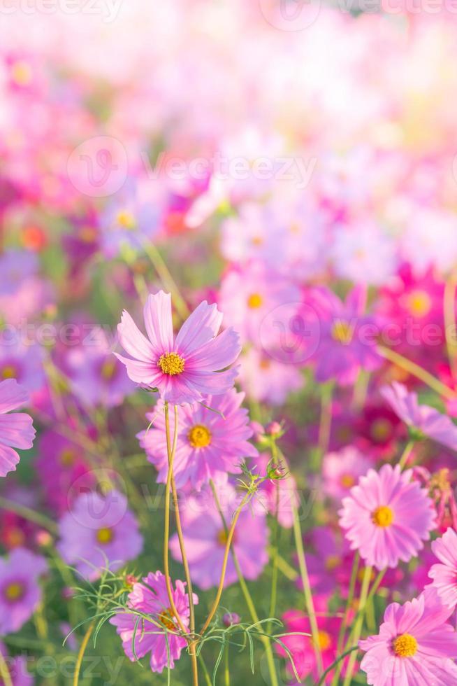 enfoque suave y selectivo del cosmos, flor borrosa para el fondo, plantas coloridas foto