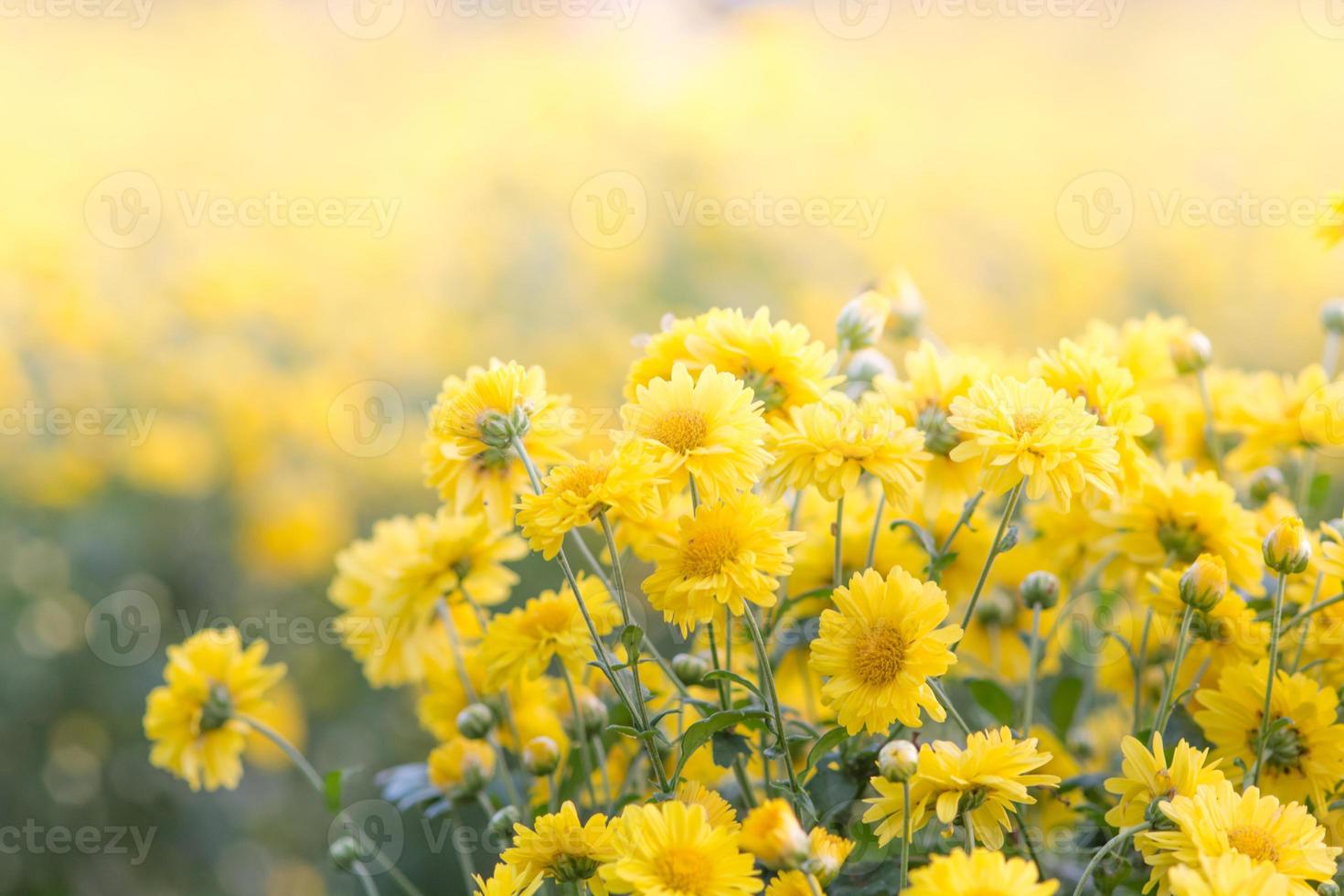 Yellow chrysanthemum flowers, chrysanthemum in the garden. Blurry flower for background, colorful plants photo