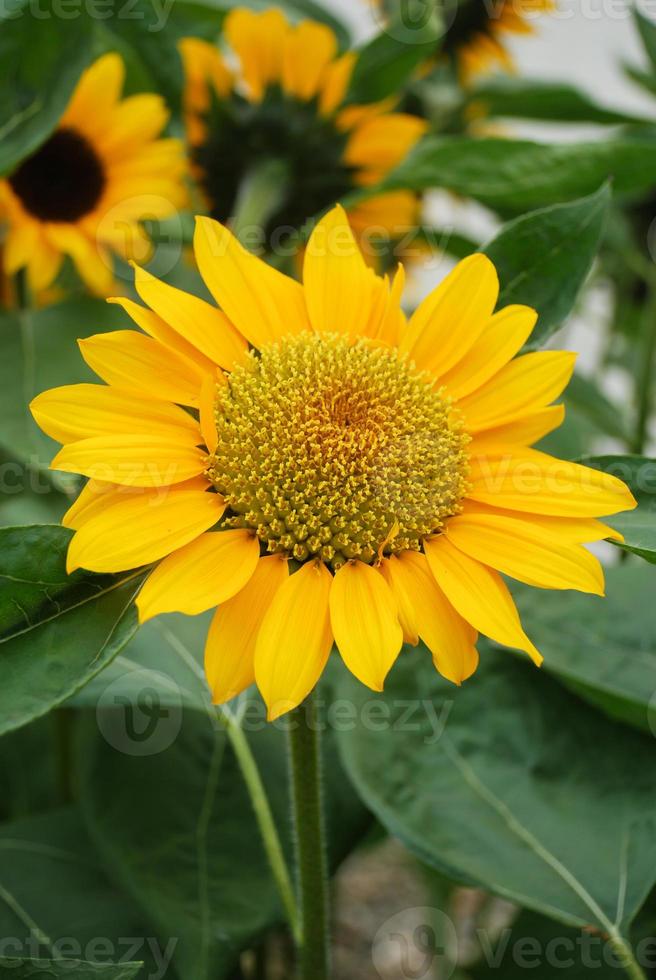 helianthus annuus, girasoles pequeños y en macetas. flor de tamaño pequeño foto