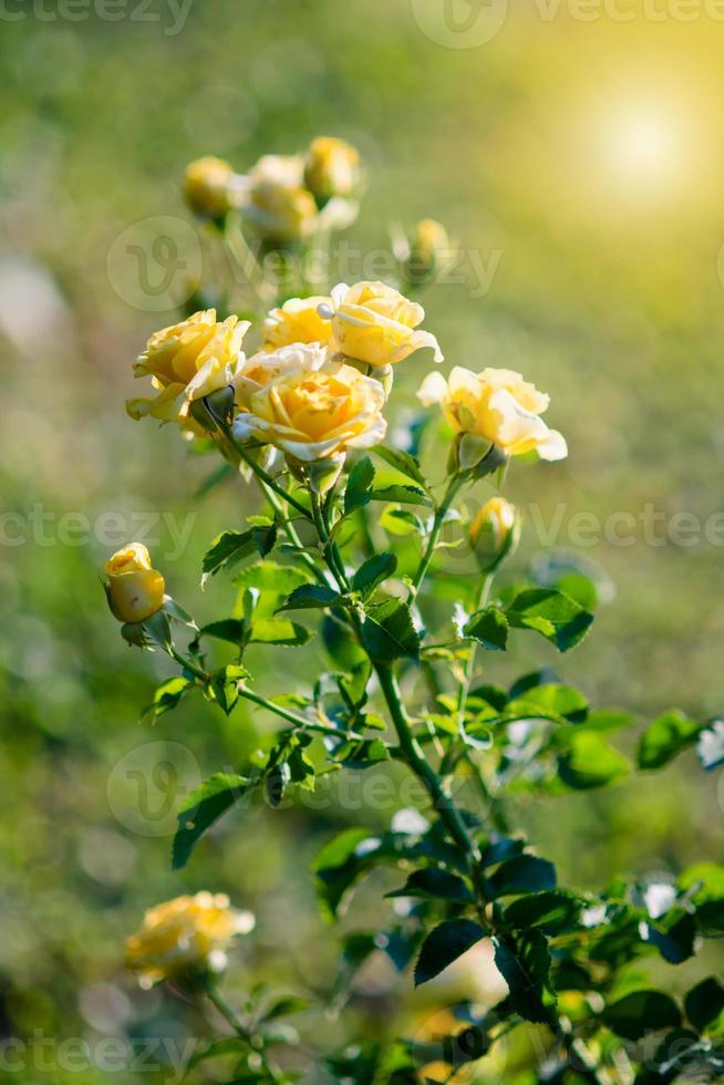 Rose and warm light in garden background , beautiful moments of love and happy life. photo