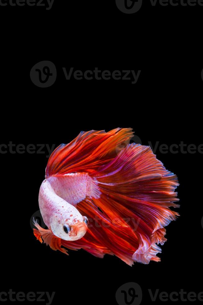 Pink and red betta fish, siamese fighting fish on black background photo