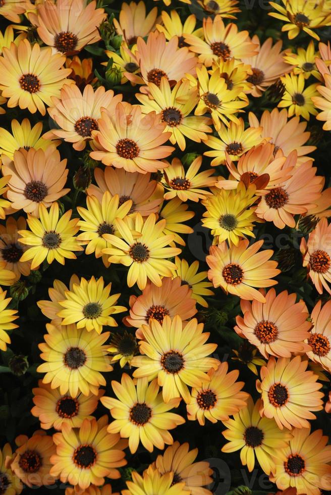 osteospermum naranja o dimorphotheca flores en el macizo de flores foto