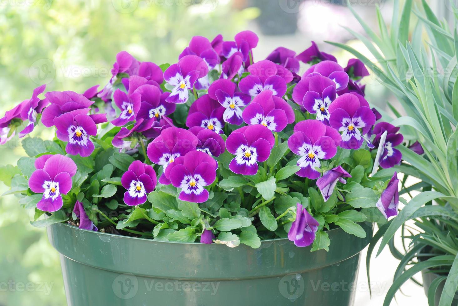 Purple Flower Pansies closeup of colorful pansy flower photo