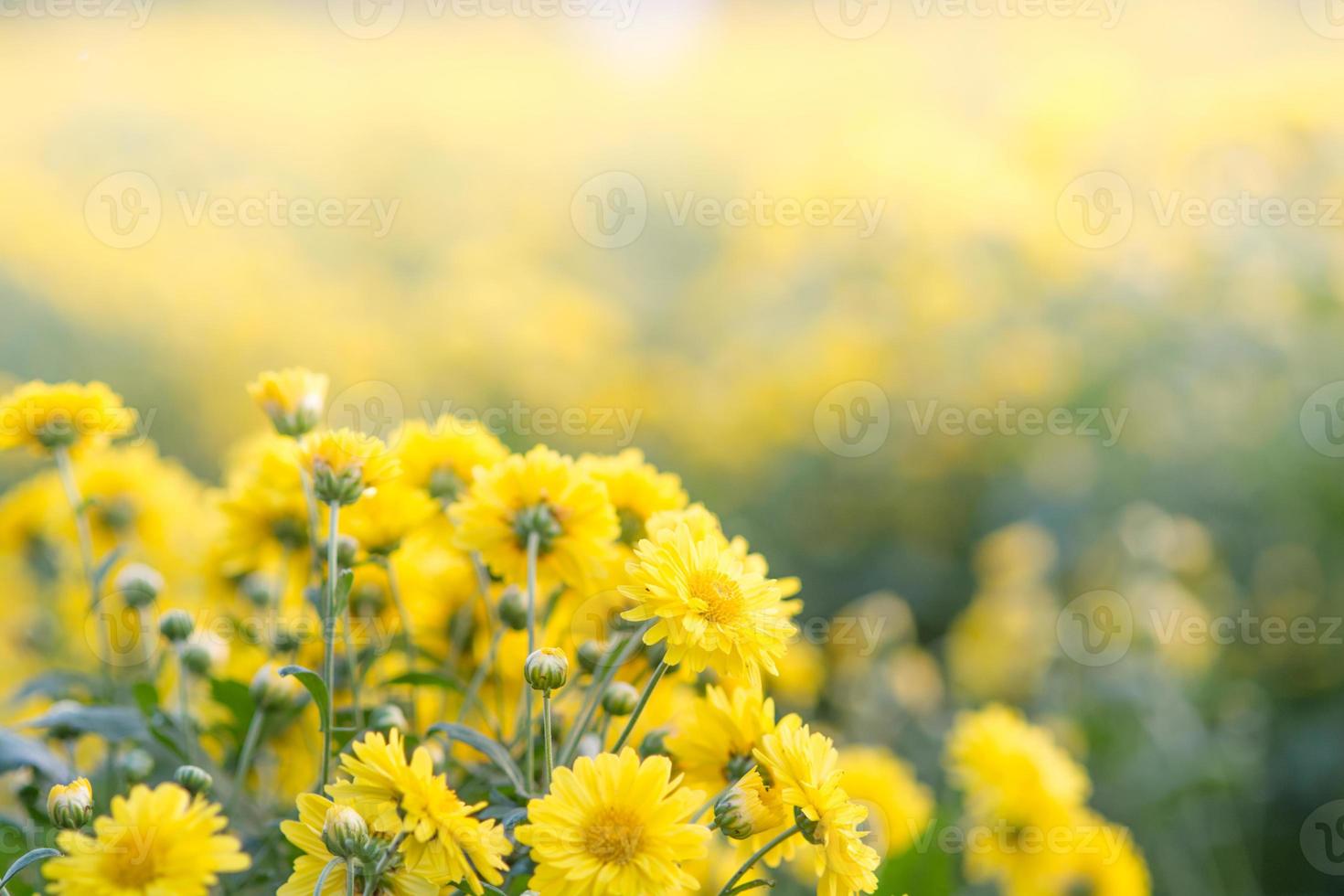 Yellow chrysanthemum flowers, chrysanthemum in the garden. Blurry flower for background, colorful plants photo