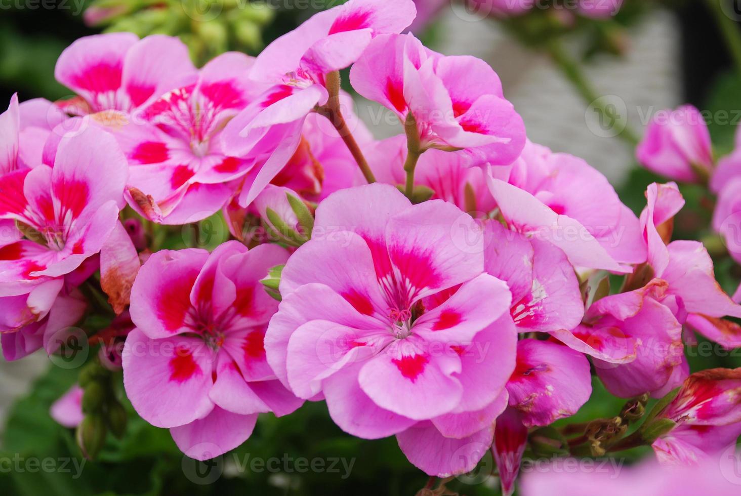 Pelargonium - Geranium Flowers showing their lovely petal Detail in the garden photo