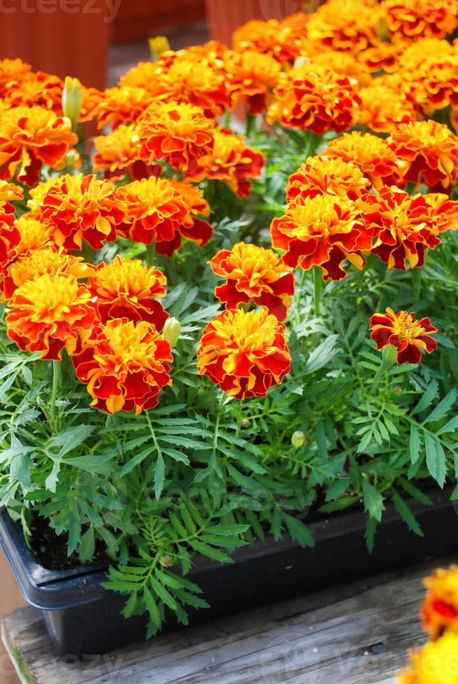 Tagetes patula French marigold in bloom, orange yellow flowers, green leaves photo