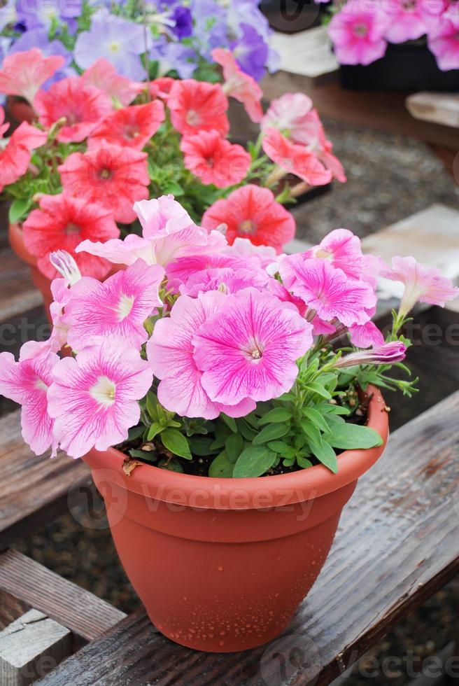 petunia, petunias en la bandeja, petunia en la olla, petunia de colores mezclados foto