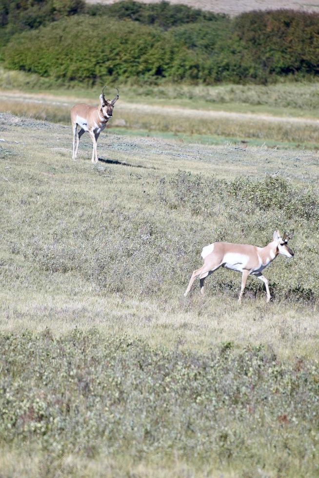 two antelope on the prairie photo