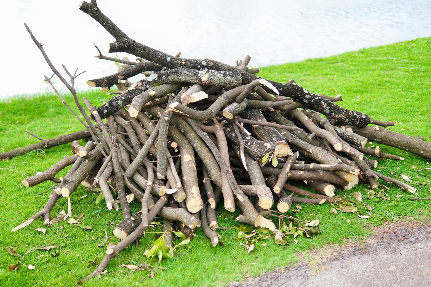 Pile of sawed wood and cut tree branches. Cross section birch tree trunks. Timber background.Log pile at a camp in the park. photo