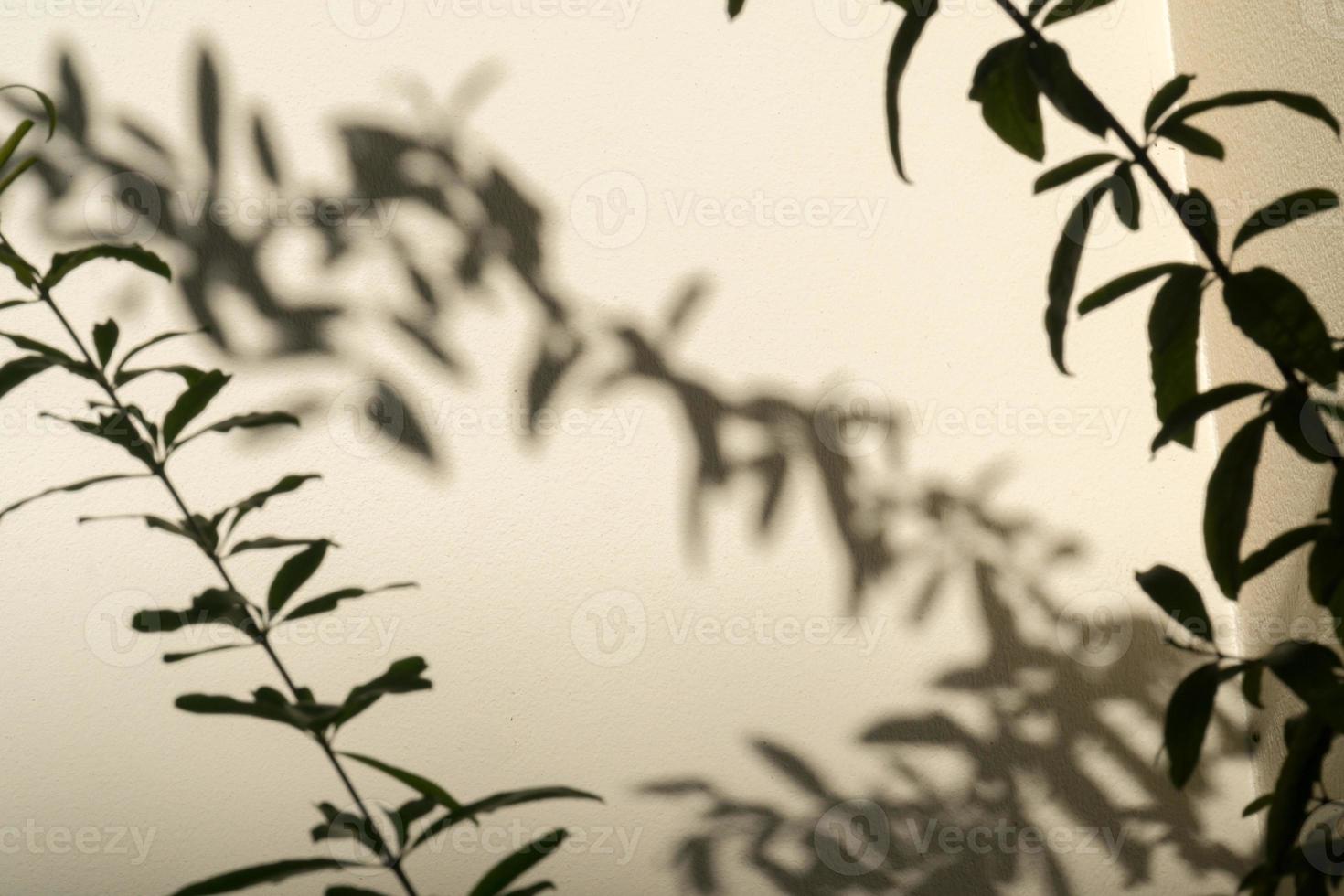 Shadow of leaves branches in wind show on the white wall background photo
