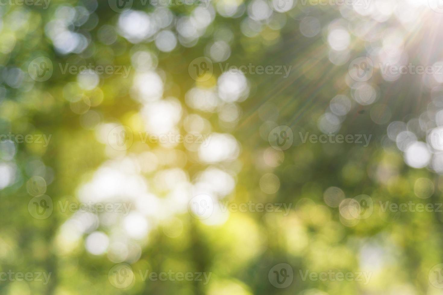 hojas verdes desenfocadas en el bosque con rayo de sol, fondo bokeh abstracto. foto