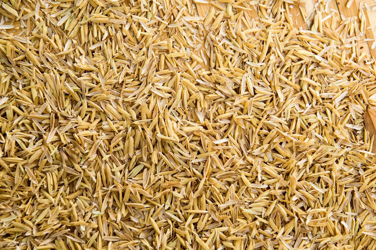 Paddy rice background photo