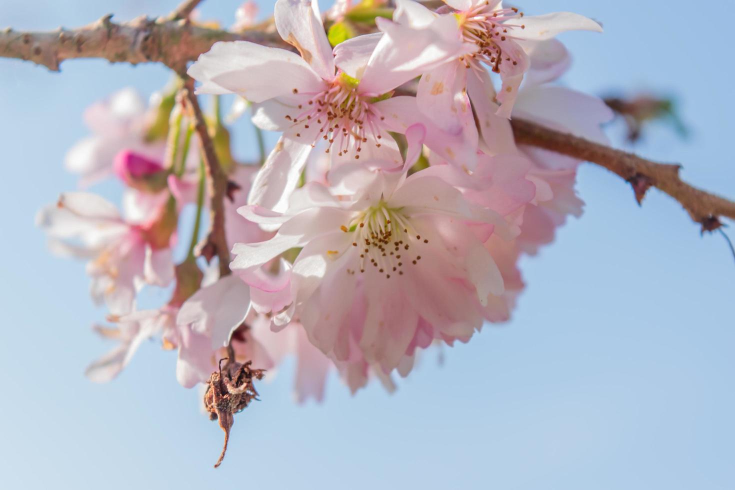 flor de cerezo que florece a principios de la primavera foto