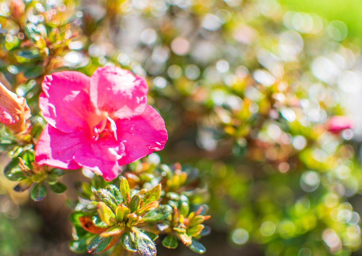 Pink azalea flower blooming against sunshine in Springtime photo