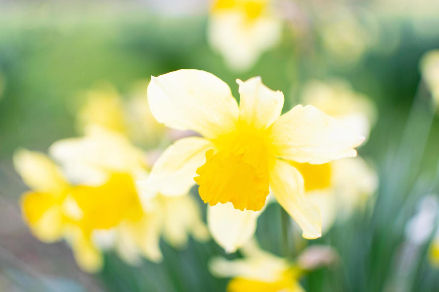 Daffodrills are blooming in spring time. photo