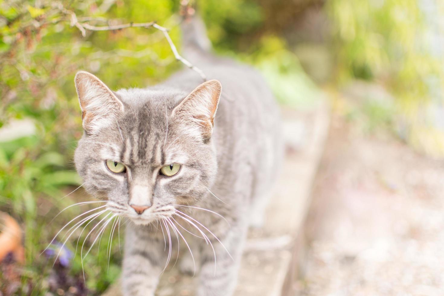 Anger looking cat in the garden, closeup photo