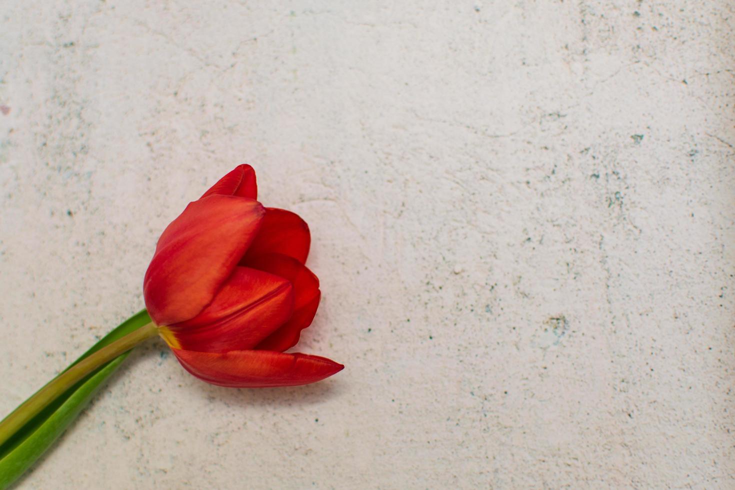 Red tulip flower lay over concrete layout, copy space concept. photo