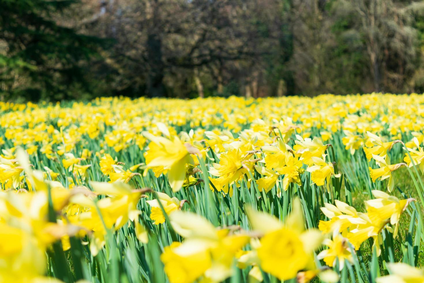 Daffodil are blooming in spring time. Yellow and white flowers growth on green stem field. photo