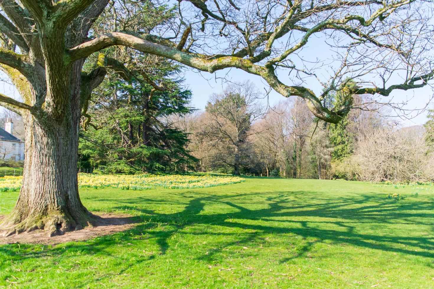 Big tree in the middle of park, green, natural scenery. photo