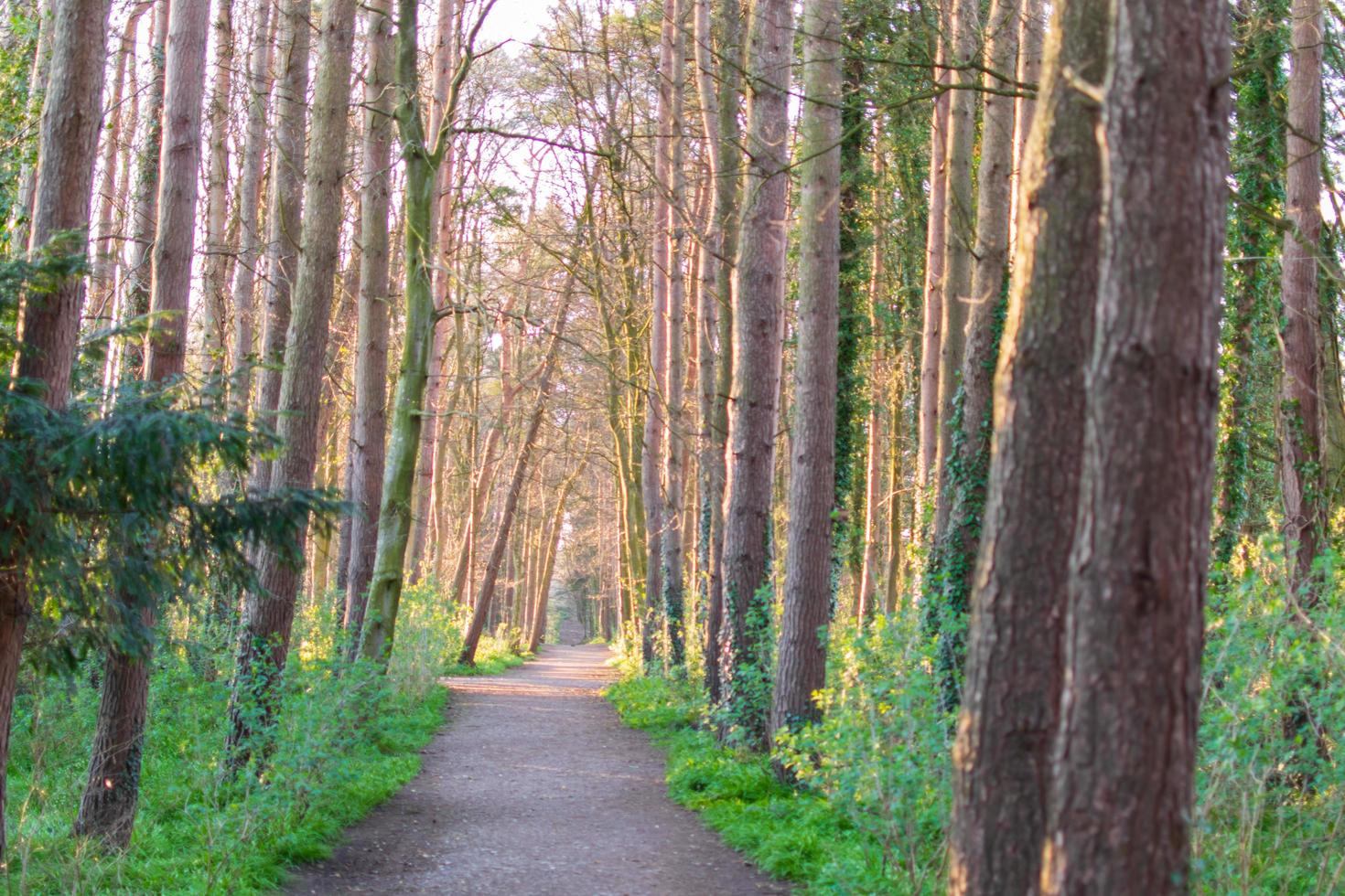 sendero para caminar entre los árboles altos, fondo natural foto