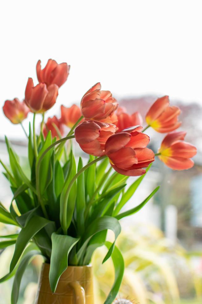 Red tulip flowers in vase photo