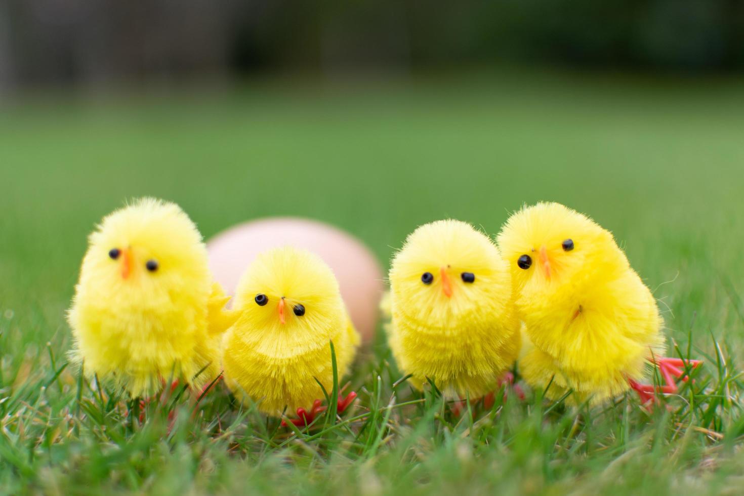 Chicks holding egg on field Easter day photo