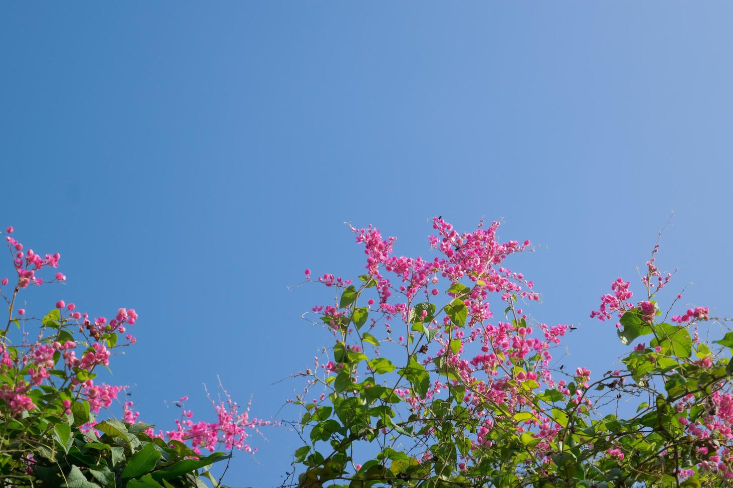 Pink flowers blue sky background photo