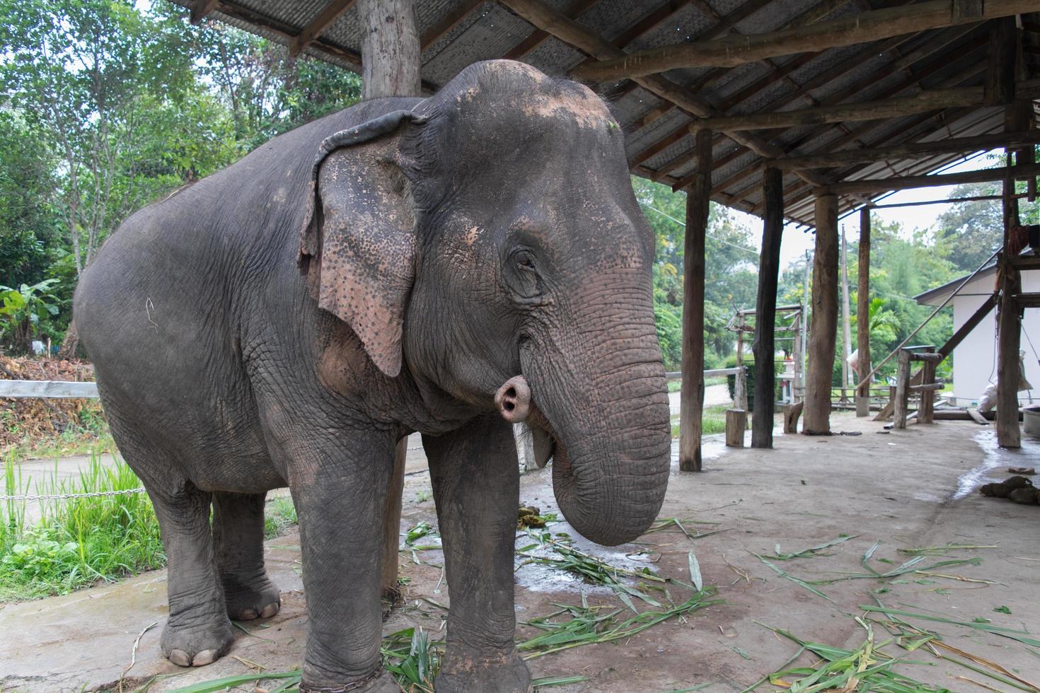 elefante de pie esperando la alimentación de alimentos foto