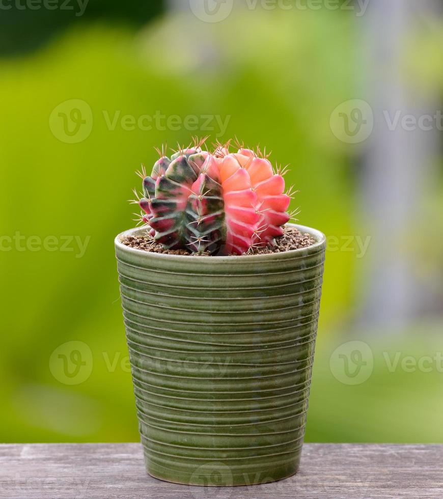 Lophophora williamsii, Cactus or succulents tree in flowerpot on wood striped background photo