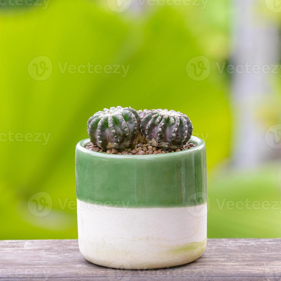 Lophophora williamsii, Cactus or succulents tree in flowerpot on wood striped background photo