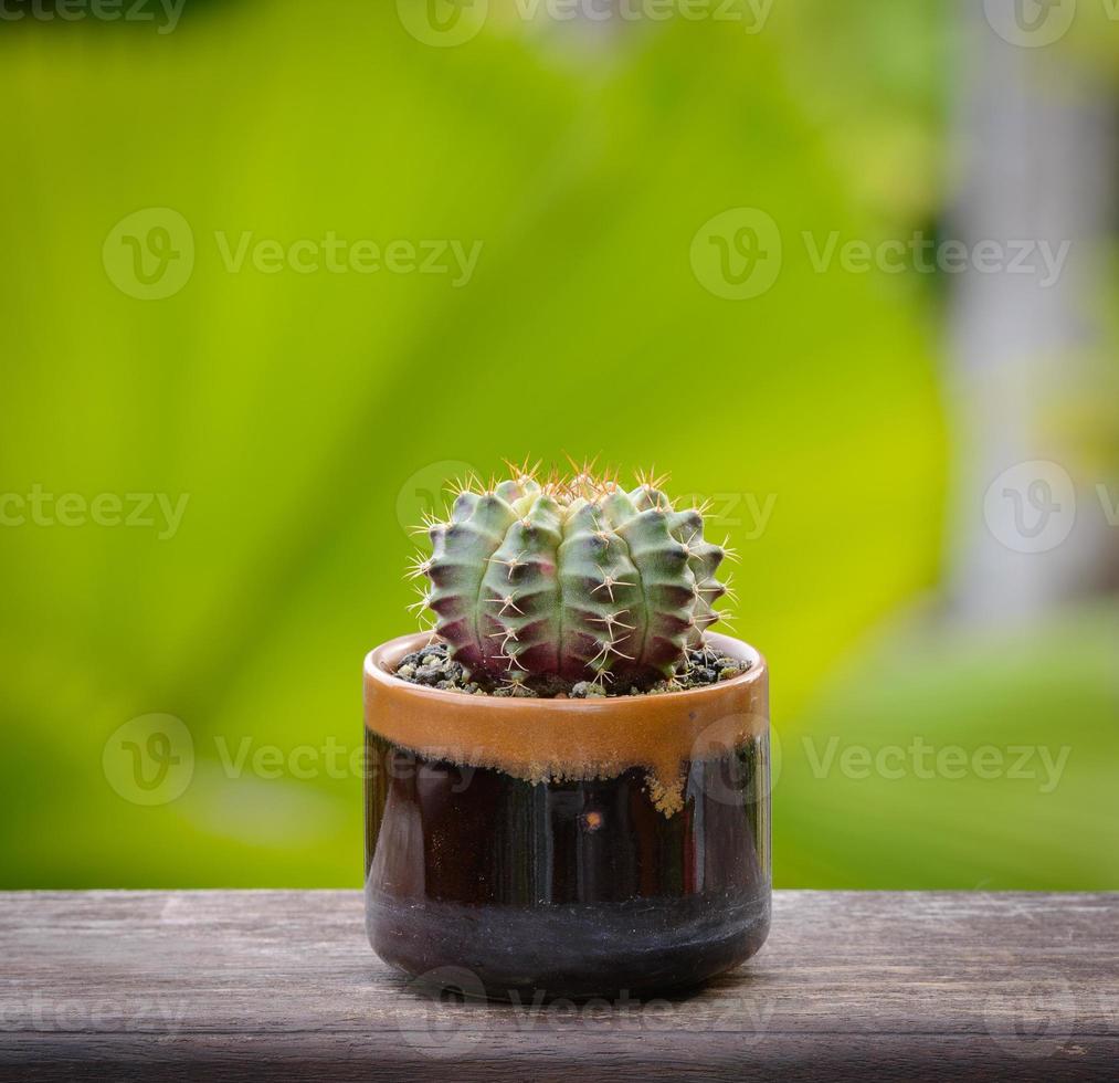 Lophophora williamsii, Cactus or succulents tree in flowerpot on wood striped background photo