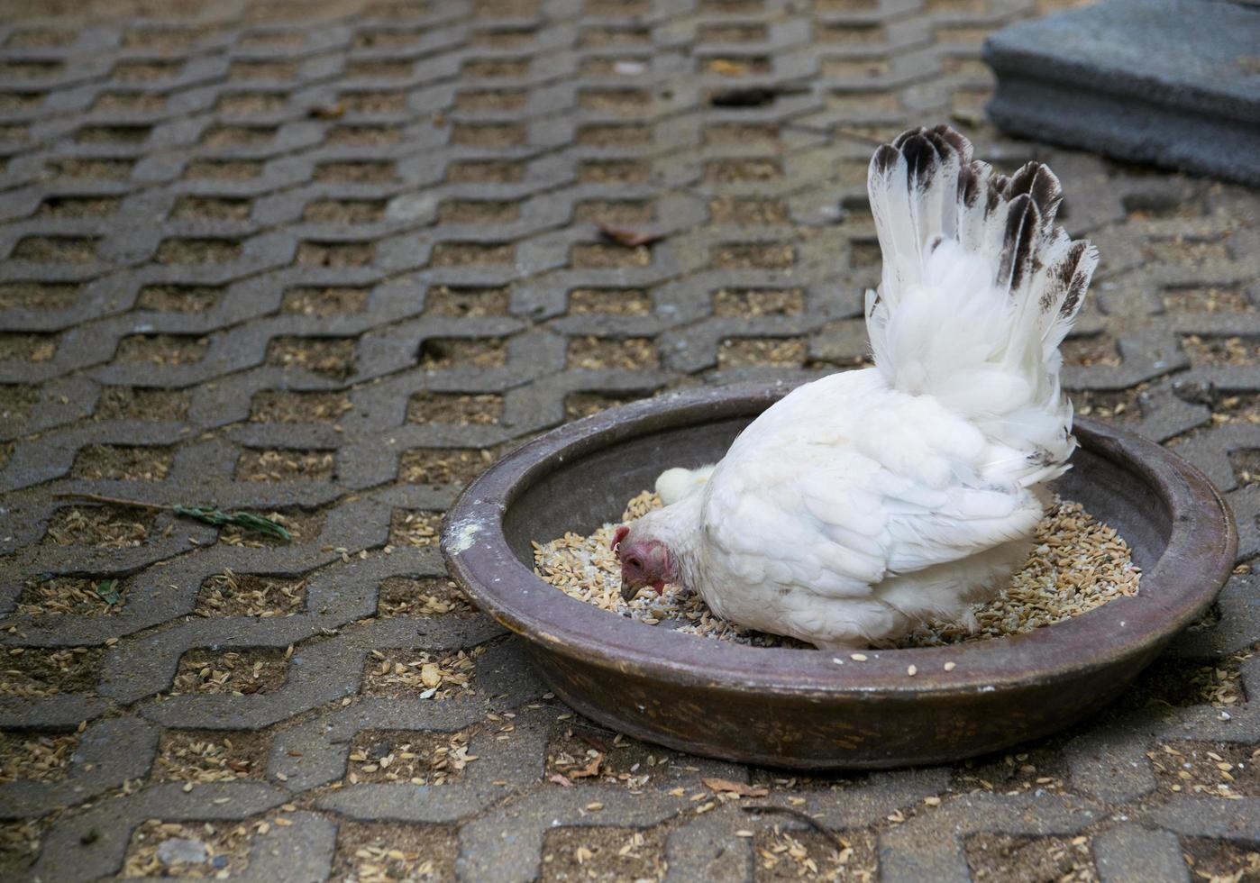 White bantam  in the garden photo