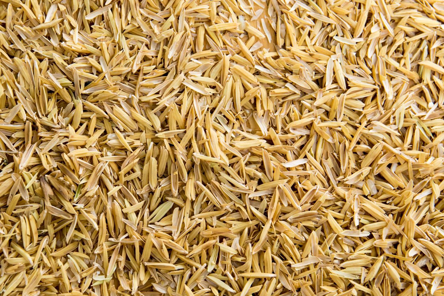 Paddy rice background photo