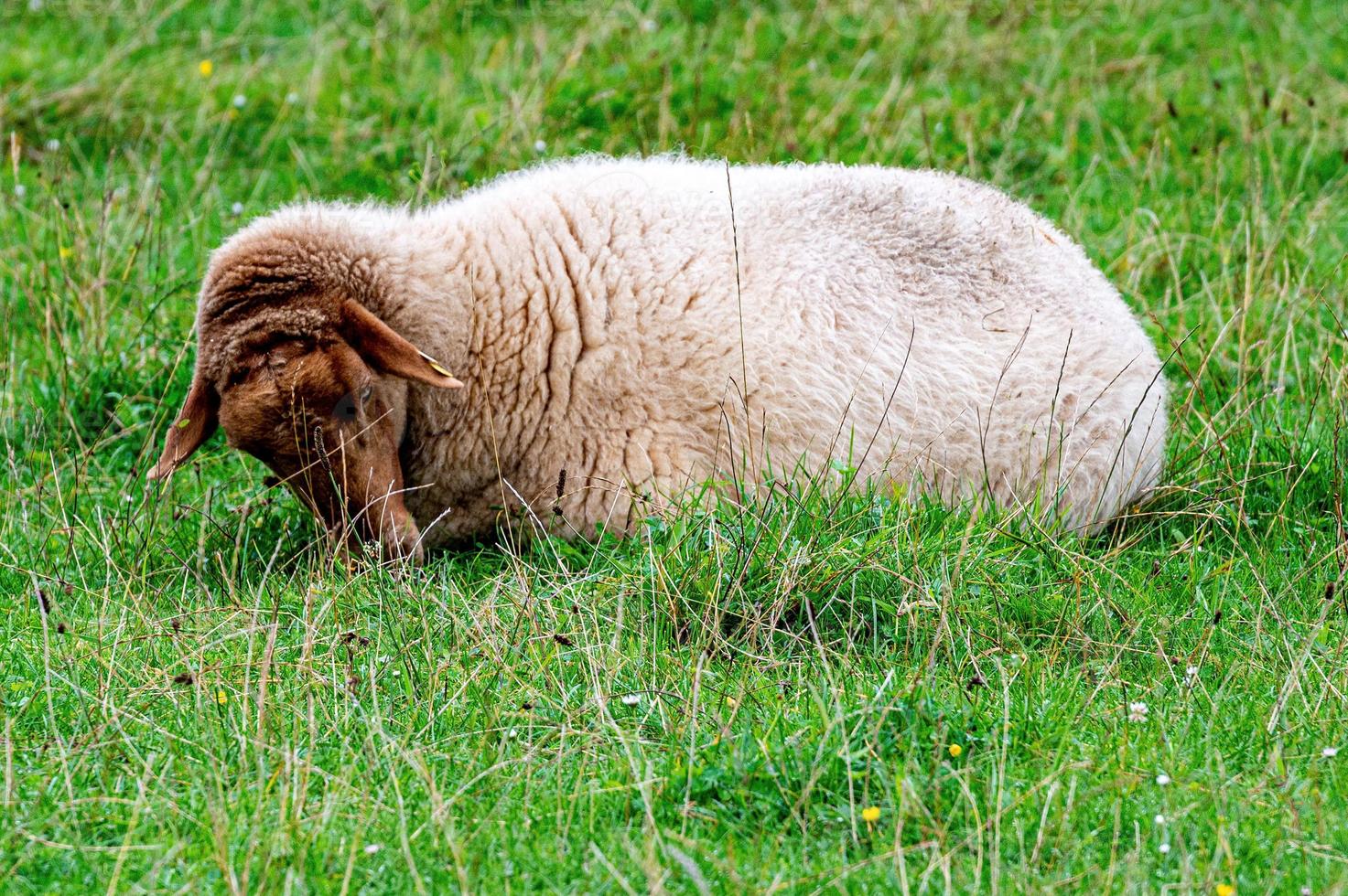 sheep from the herd in the green field on a gloomy day photo