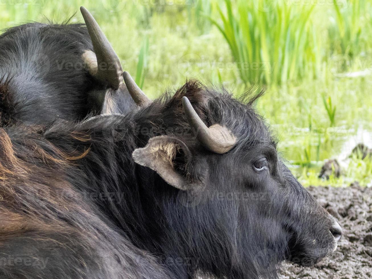 two black cows looking photo