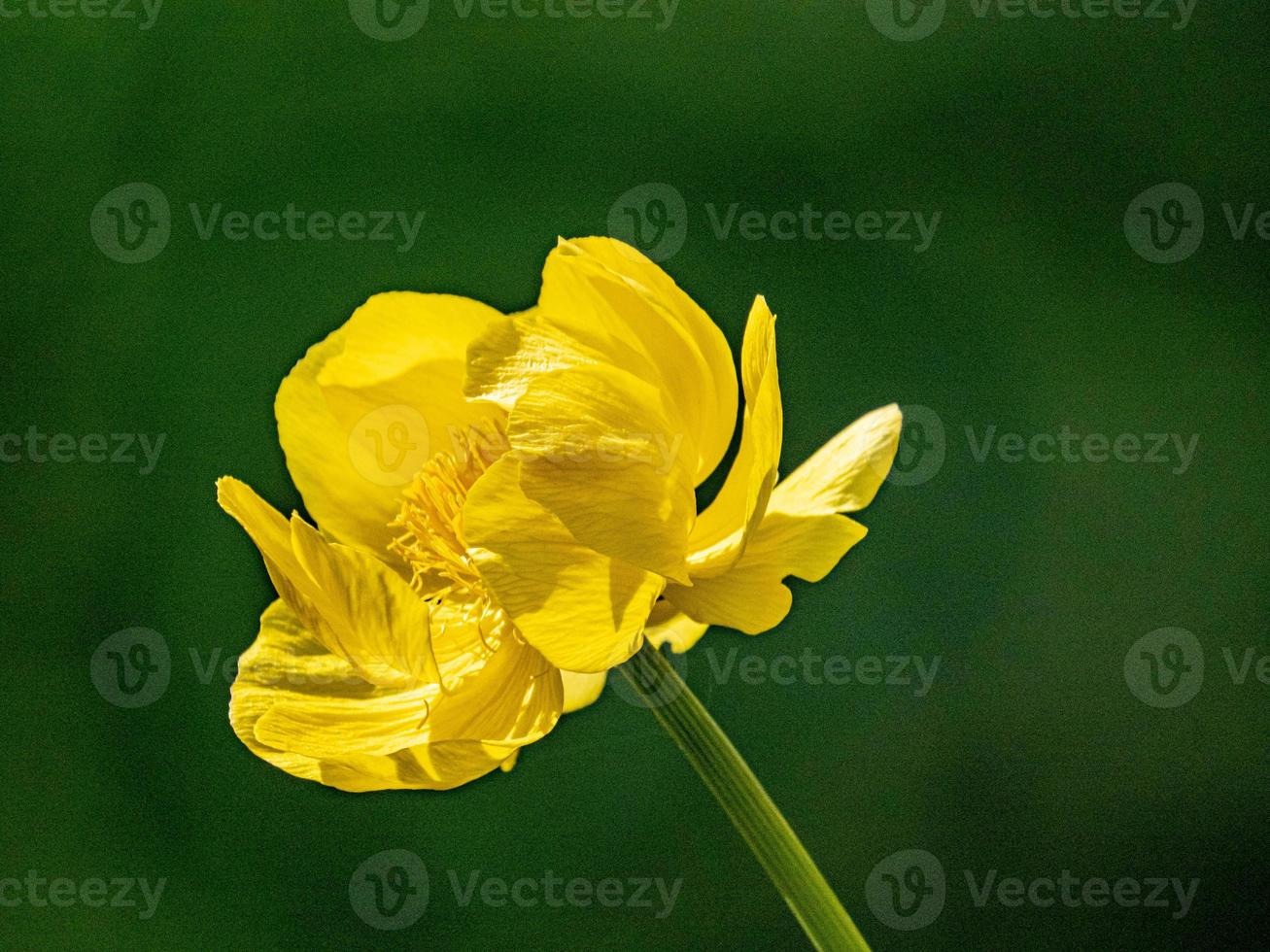 yellow globeflower with black background photo