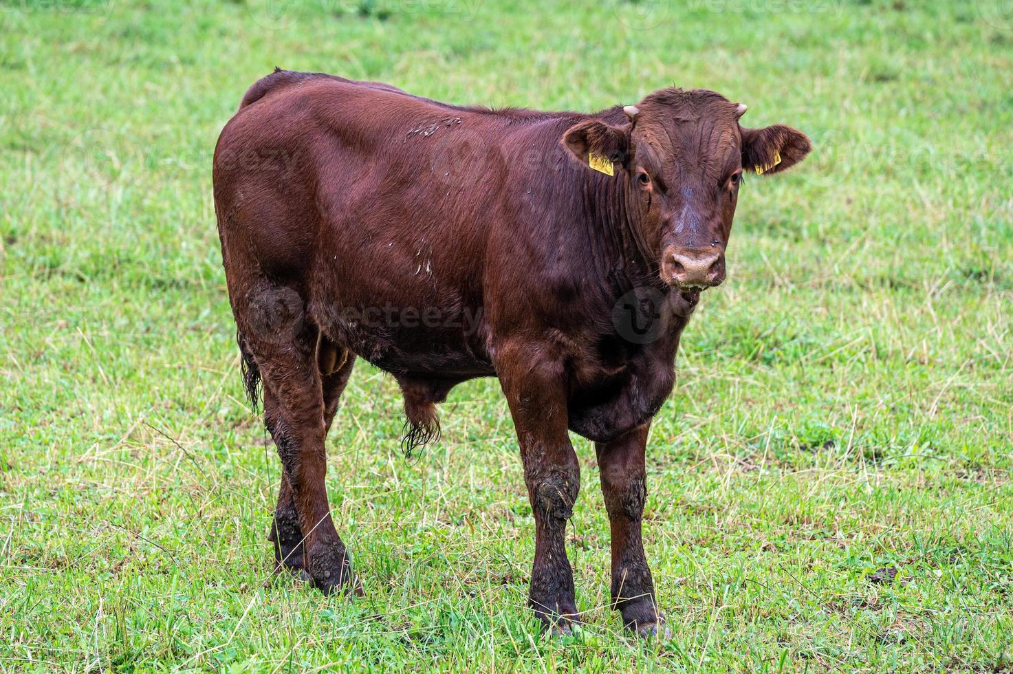 vaca en el prado foto