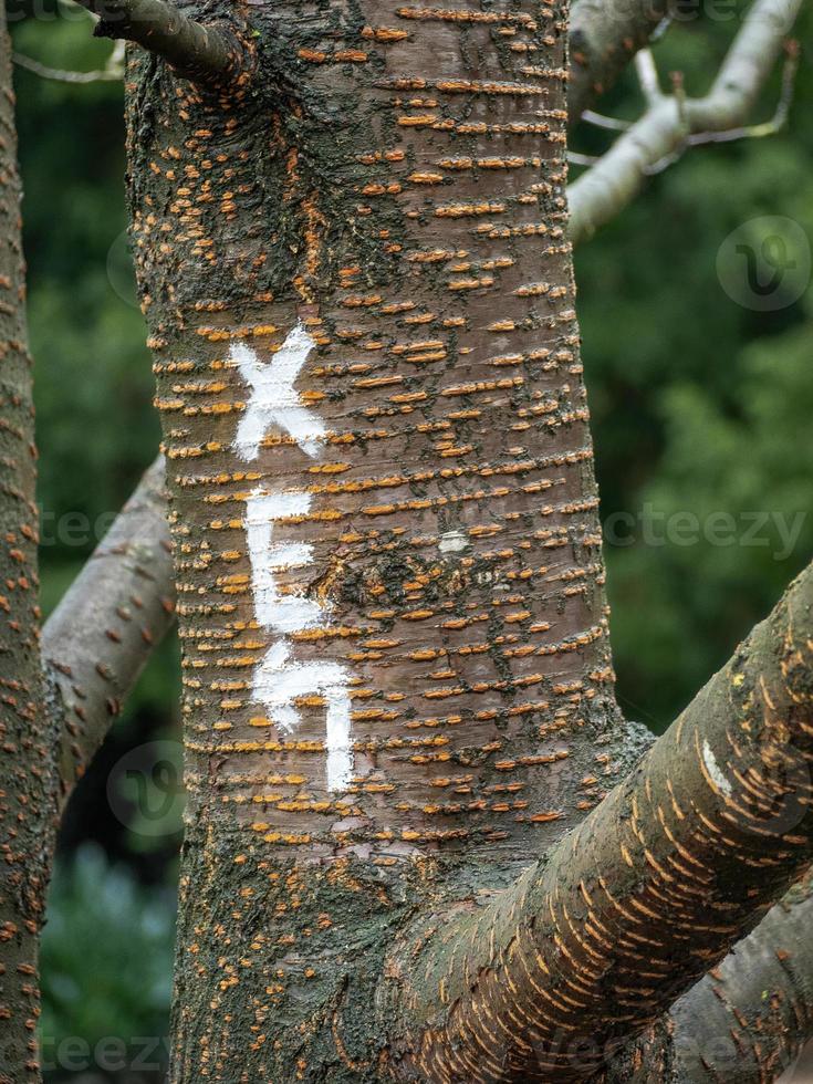 Close-up shot of the the letters of XE wrote in white paint on a tree trunk in the forest photo