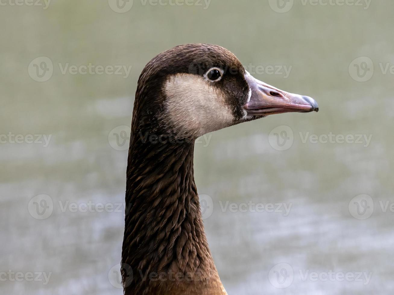 Closeup shot of the face of a gray goose against a blurred background photo