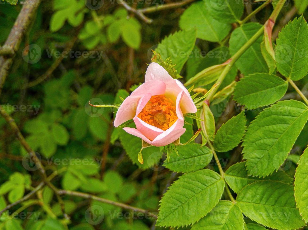 rose in the garden in the sun photo