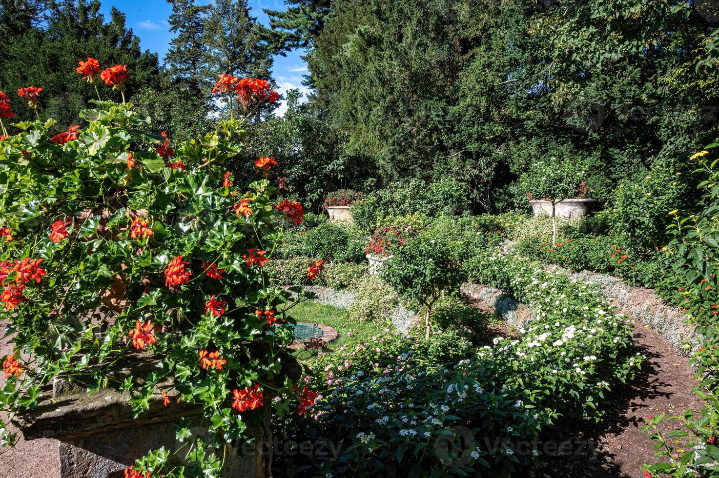 rose in the garden in the sun photo