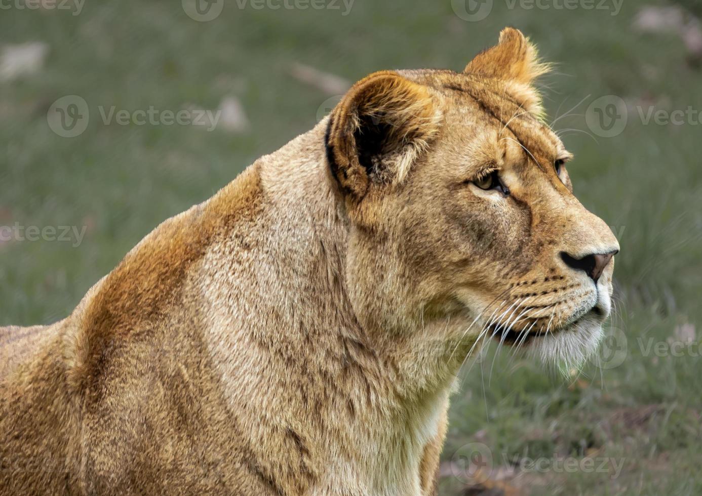 Closeup shot of a lioness with blurred background photo