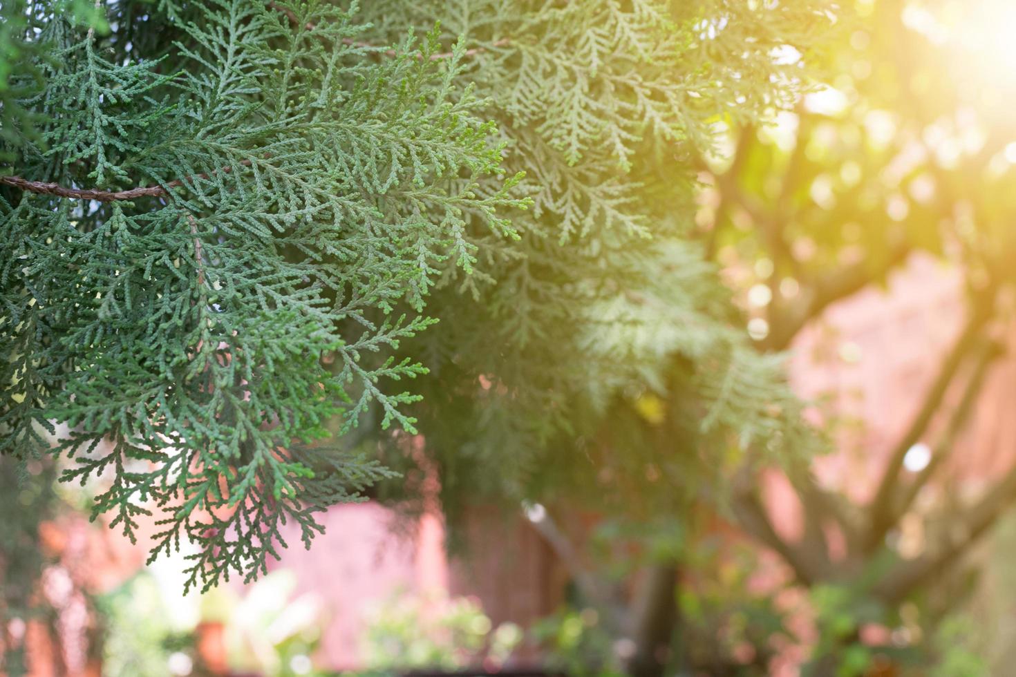 Green leaves in morning photo