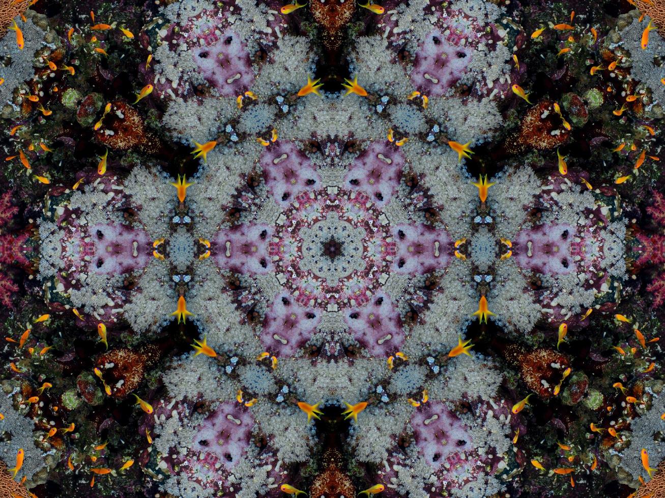 Colorful floral reflection kaleidoscope pattern. Abstract background. Free photo. photo