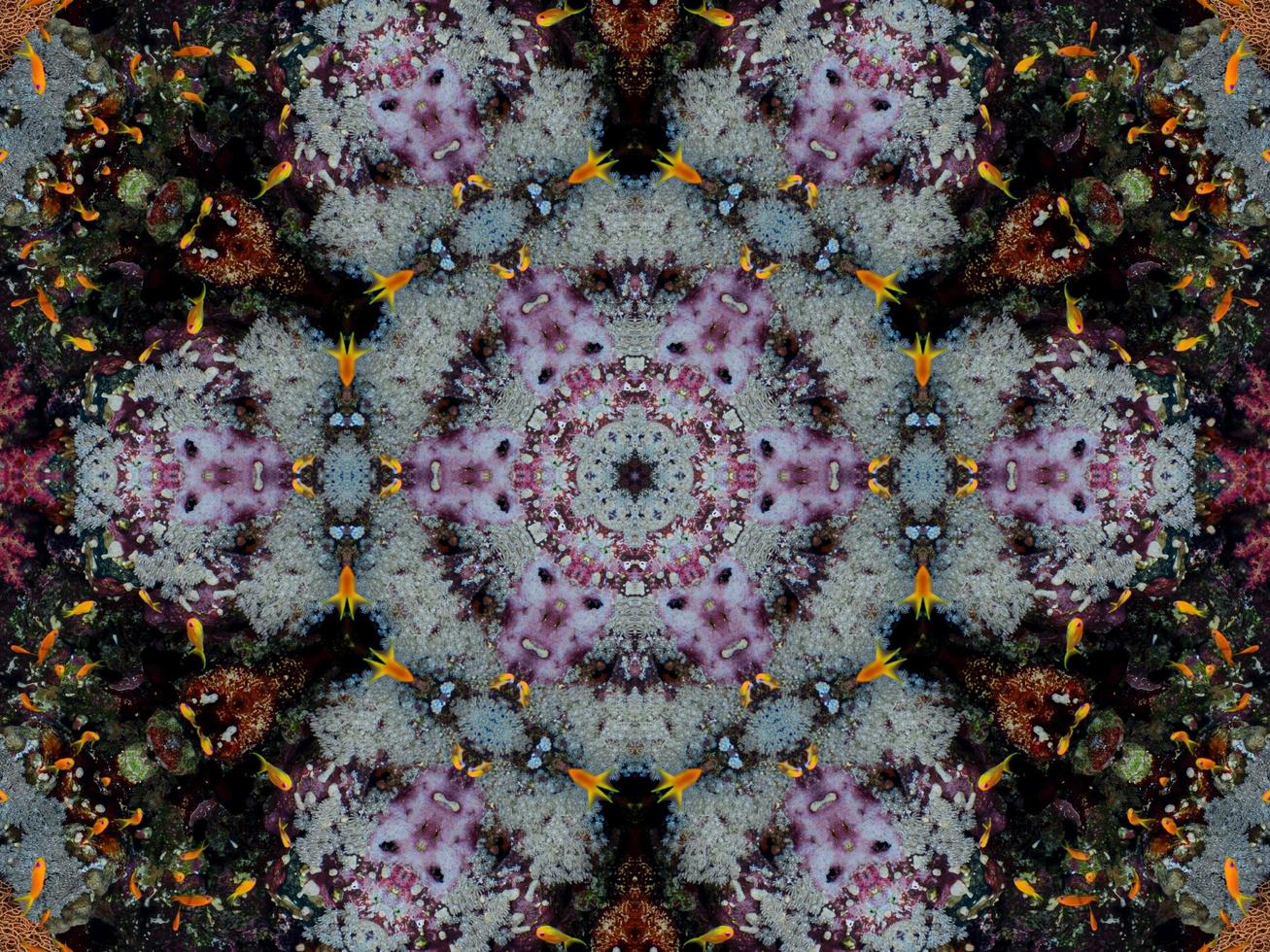 Colorful floral reflection kaleidoscope pattern. Abstract background. Free photo. photo