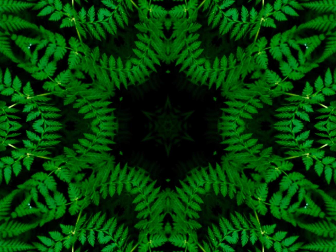 Reflection of leaves abstract background. Green kaleidoscope pattern. Free Photo. photo