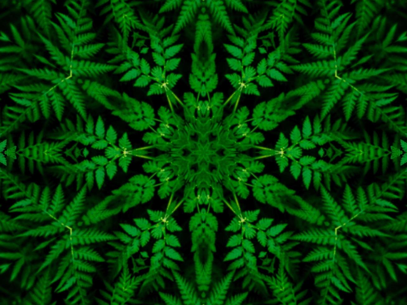 Reflection of leaves abstract background. Green kaleidoscope pattern. Free Photo. photo