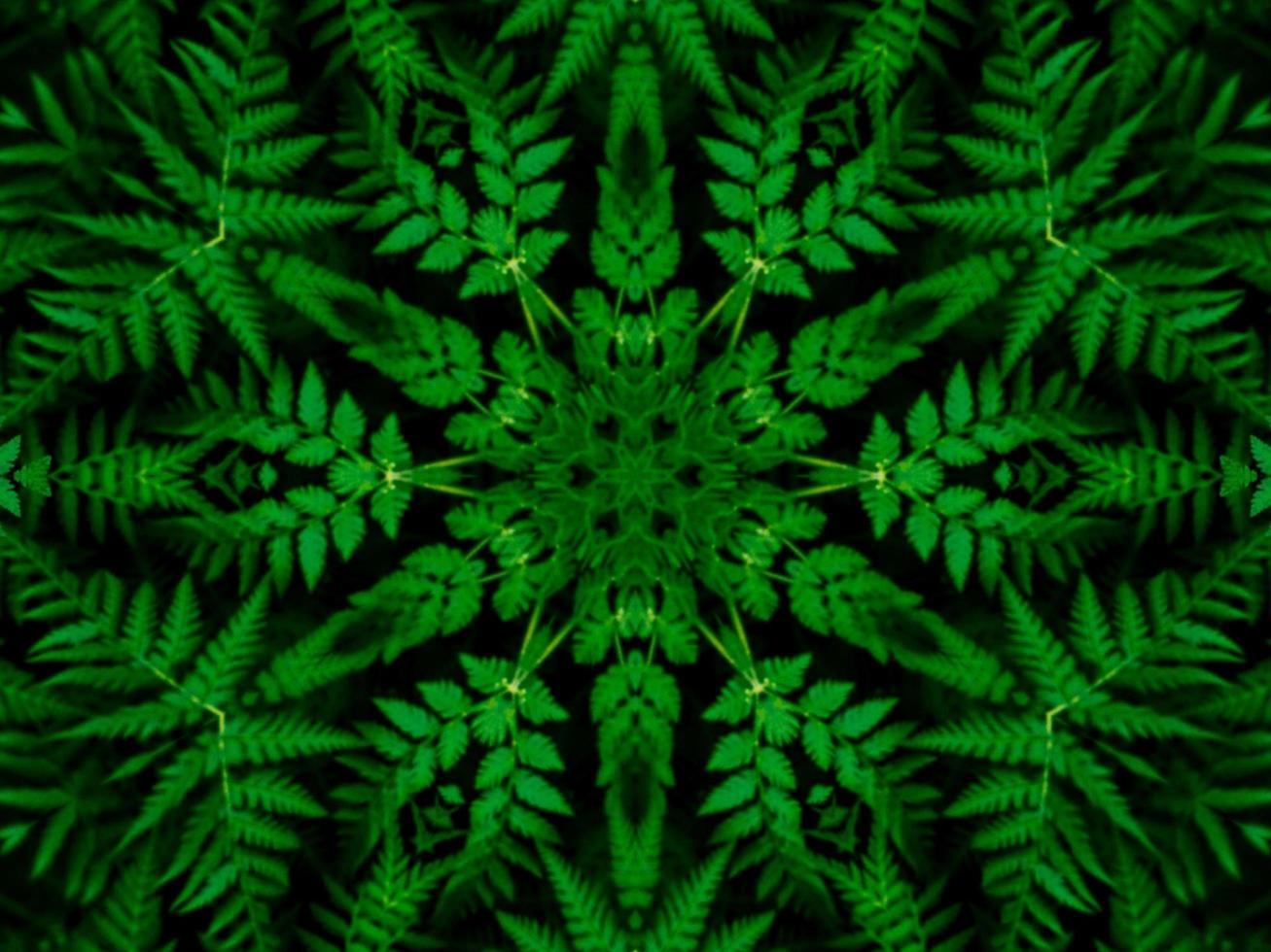 Reflection of leaves abstract background. Green kaleidoscope pattern. Free Photo. photo