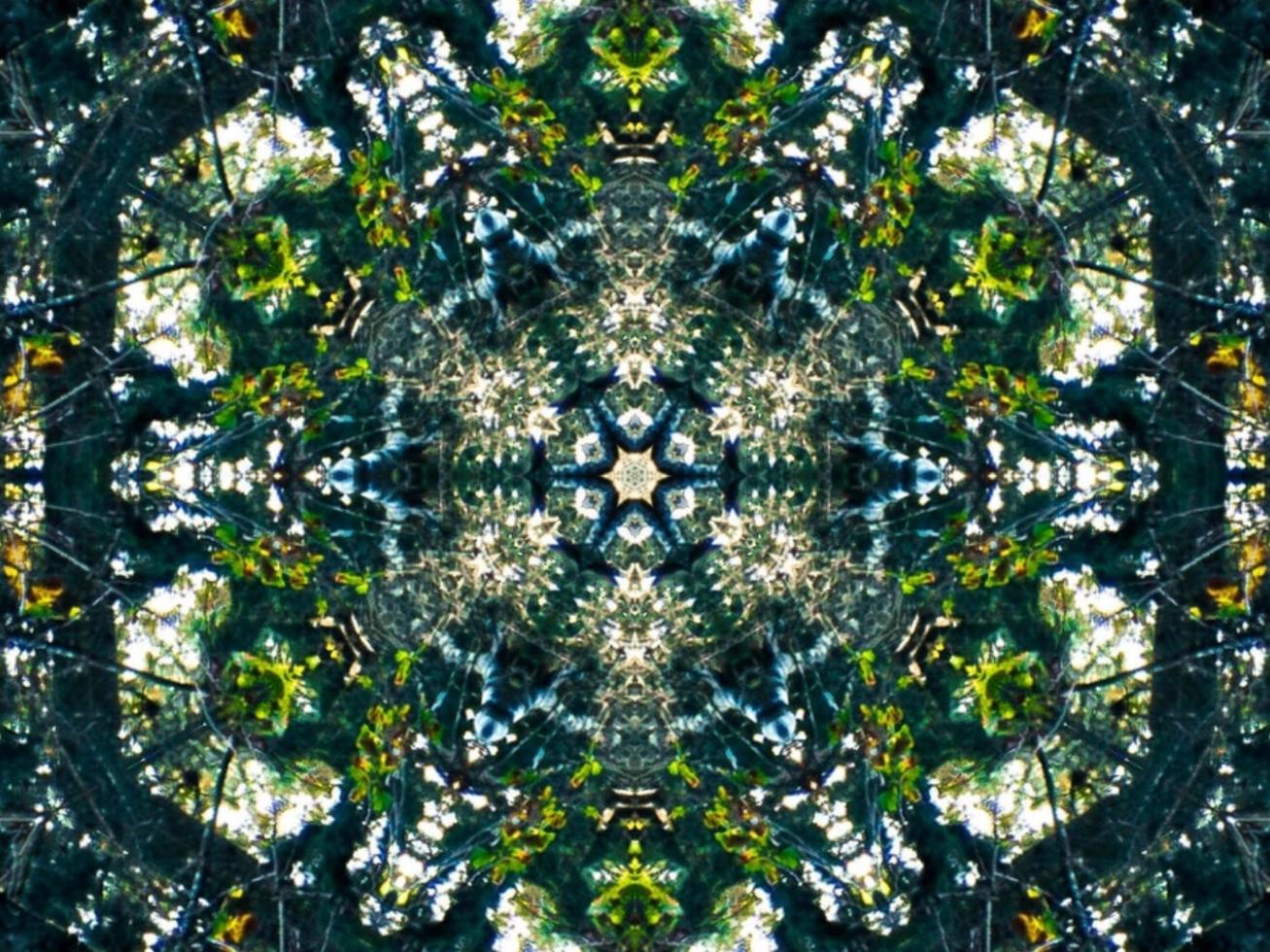 Dark green abstract rectangular background. Dense forest kaleidoscope pattern. Free background. photo